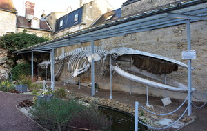 Squelette de baleine,échouée en janvier1885 de 40 tonnes et longue de 19 mètres
