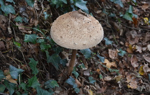 Coulemelle
