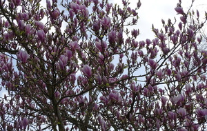 Fleurs de magnolia