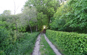 Début de notre dernière randonnée dans la forêt de Jumièges