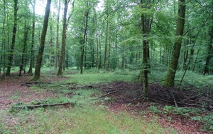 Début de notre deuxième journée de randonnée en forêt domaniale de Fougères