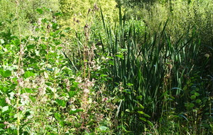6157e5707c23c_DSC01905.JPG