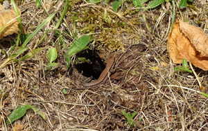 lézard profitant du soleil
