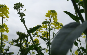 625a50d3d6a76_DSC03167.JPG