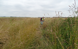 Chantal dans les hautes herbes cherche notre chemin