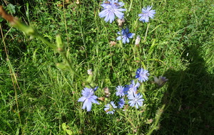 Quelques fleurs sur le chemin du tambour