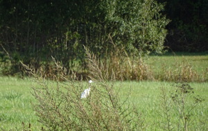 63158c337971b_DSC04389.JPG