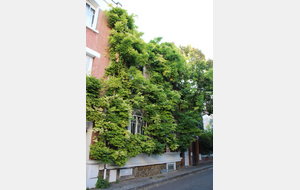 Rue des Glycines