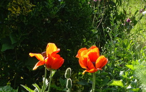6476e3391524d_DSC07050.JPG