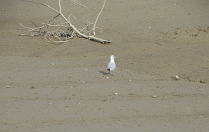 64fff2546aee1_DSC07728.JPG