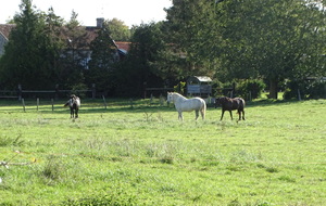 650efe418ca7c_DSC07921.JPG