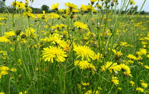 664364c066620_DSC09154.JPG