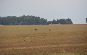 68a68cd00869f_DSC7200.JPG