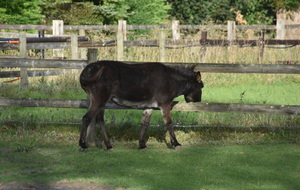 68e29feef2c9f_DSC7562.JPG