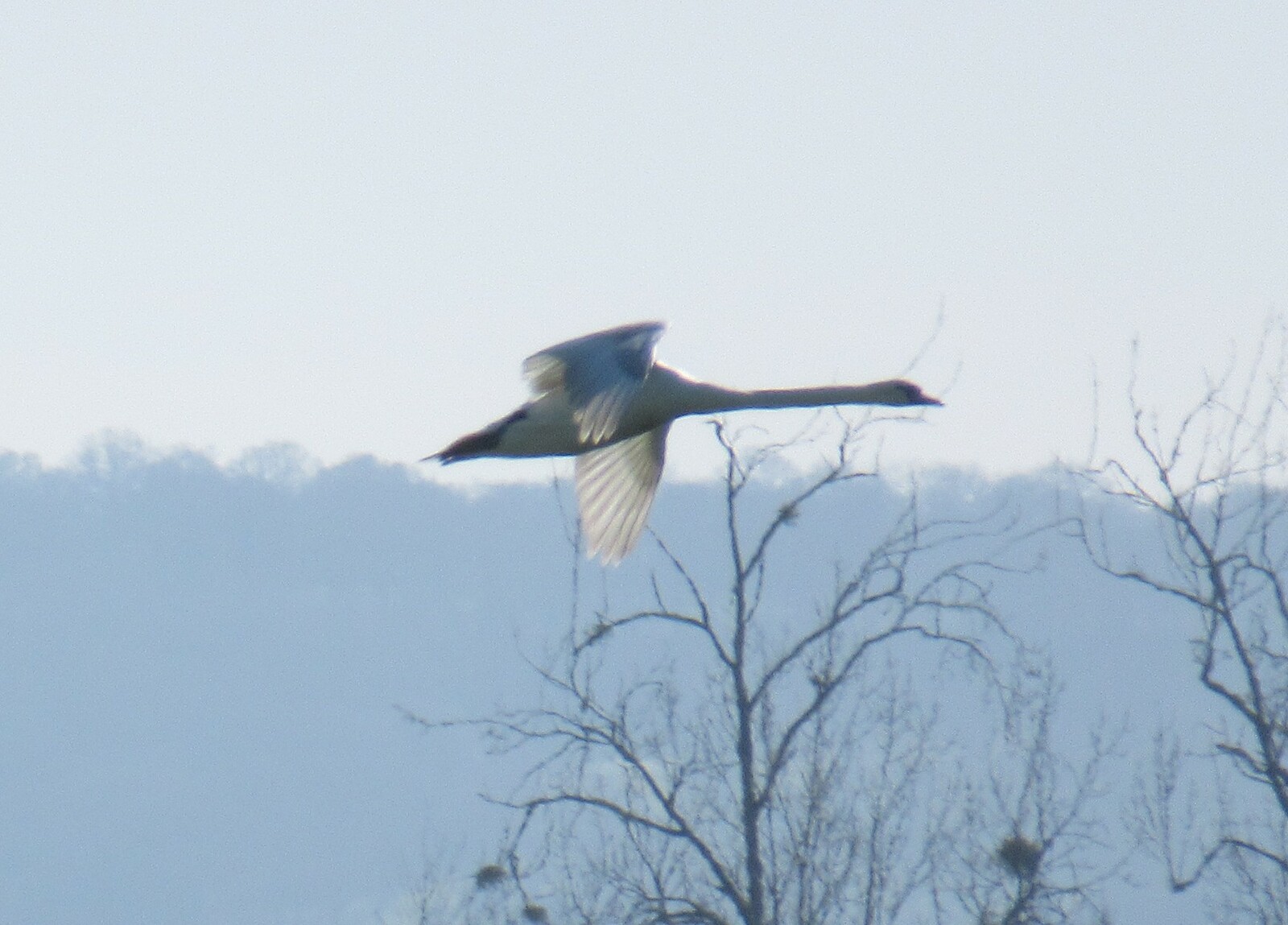 Merville-Gonneville-en-Auge