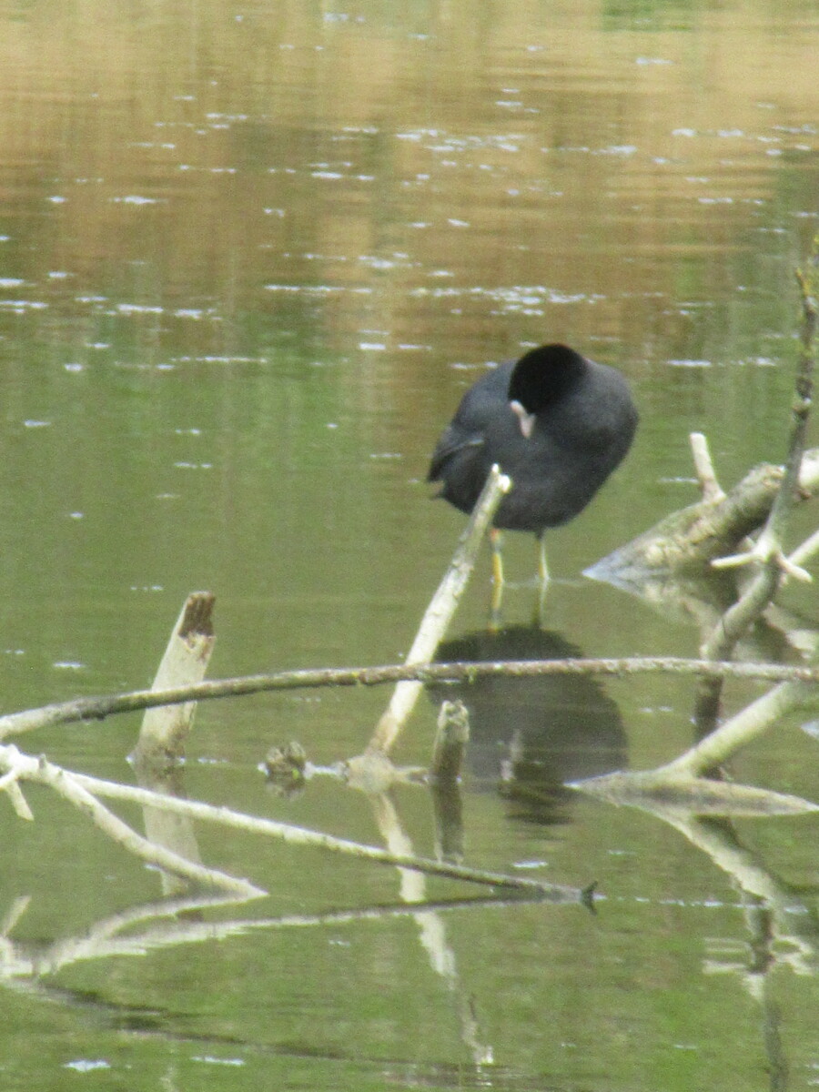 Sur les Falaises du Bessin :Longues sur mer