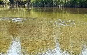 Marais de Bellengreville (au coeur d'un marais alcalin)