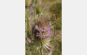 Séjour d'été : Mézenc - Loire - Meygal - Les Estables