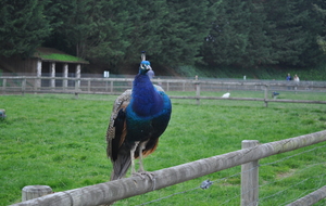 Les Virades de l'Espoir-Caen: La Colline aux Oiseaux