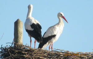 Cléville : De la Blonde au Bois Roger