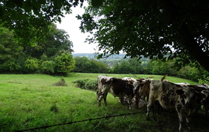De Coquainvilliers au Torquesne ou au coeur du bocage 
