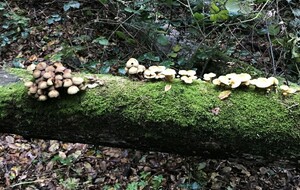 Entre Mouen et le Bois de Baron/Odon
