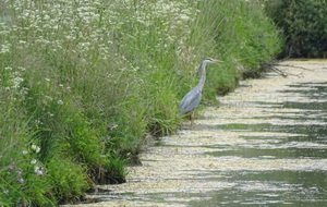 Marche Rapide : Home Varaville