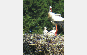 34 Km : Marais de la Dive