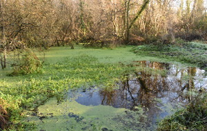 Marais de Bellengreville