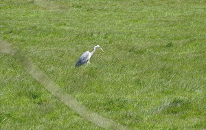 randonnée douce : AMFREVILLE