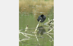 Sur les Falaises du Bessin :Longues sur mer