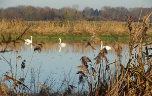 randonnée douce : Baie de Sallenelles