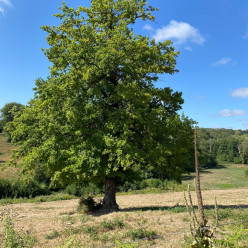 Marche Rapide : Cresseveuille