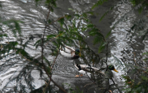Un tour de plateau à Mondeville