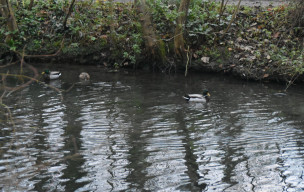 Un tour de plateau à Mondeville