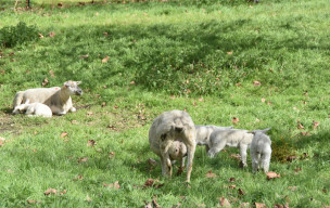 Merville-Gonneville-en-Auge