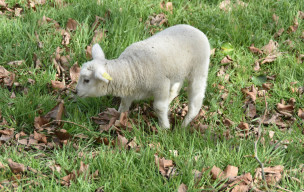 Merville-Gonneville-en-Auge