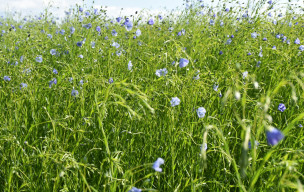 Sur les Falaises du Bessin :Longues sur mer