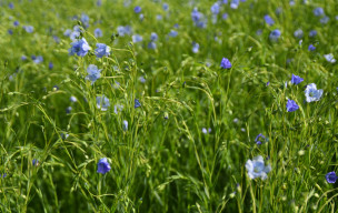 Sur les Falaises du Bessin :Longues sur mer