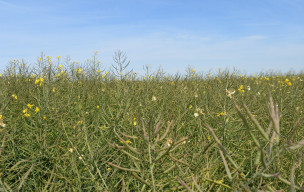 Randonnée douce du 29 avril Ouistreham