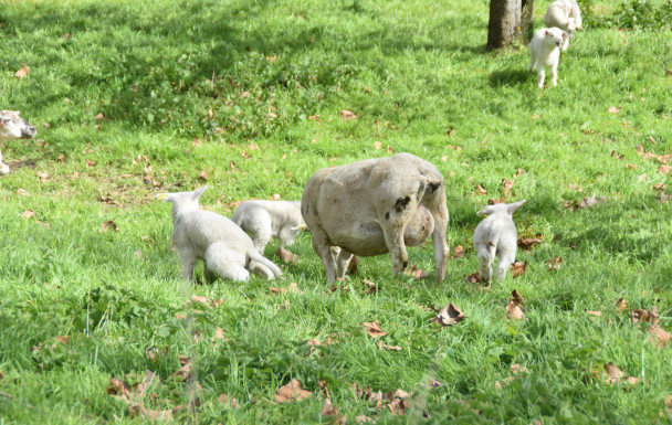 Merville-Gonneville-en-Auge